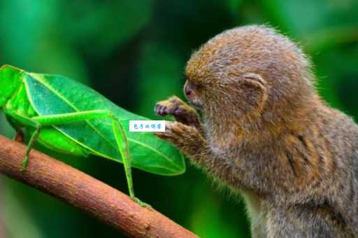 猱是什么动物？名字古怪的它竟是这种软毛小猴子