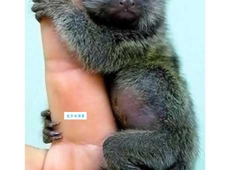 猱是什么动物？名字古怪的它竟是这种软毛小猴子