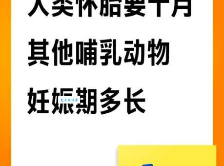 什么动物最容易怀孕？带你了解动物生育秘密！