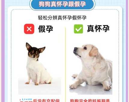 什么动物最容易怀孕？带你了解动物生育秘密！