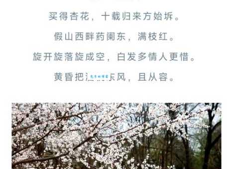 红杏出墙是什么意思?详解红杏出墙的含义和出处