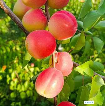 红杏出墙是什么意思?详解红杏出墙的含义和出处