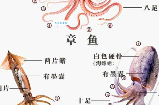你知道哪种海洋动物拥有十只触手吗？