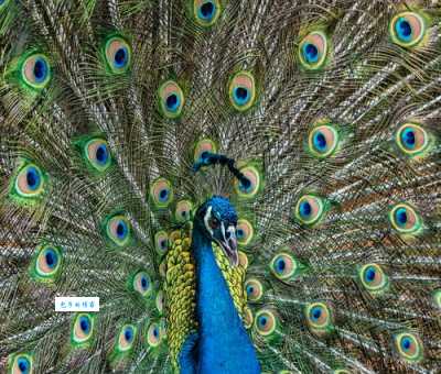 孔雀开屏代表什么?求偶、示威还是其他含义?