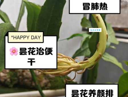 家里养昙花到底好不好?辟谣那些养昙花的误区