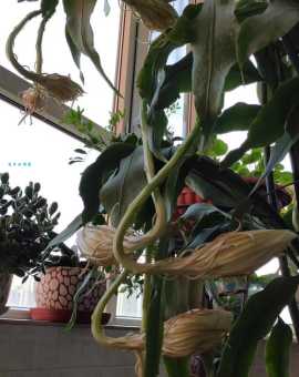 家里养昙花到底好不好?辟谣那些养昙花的误区