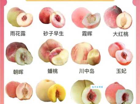桃子是什么水果？带你认识桃子的科属和特性