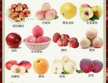 桃子是什么水果？带你认识桃子的科属和特性