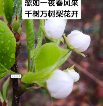千树万树梨花开是哪个季节？解析“忽如一夜春风来”