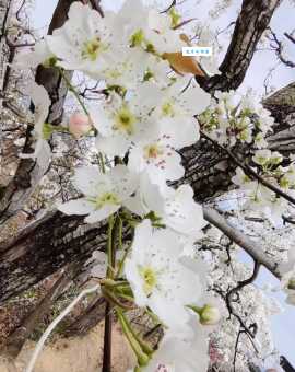 千树万树梨花开是哪个季节？解析“忽如一夜春风来”