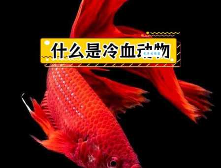 揭秘冷血动物：体温特征及环境适应性