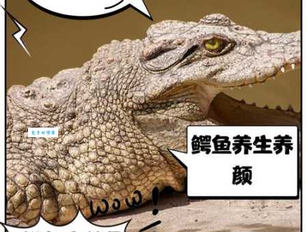 鳄鱼是鱼吗？带你了解鳄鱼的动物分类和生活习性