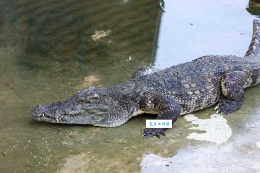 鳄鱼是鱼吗？带你了解鳄鱼的动物分类和生活习性