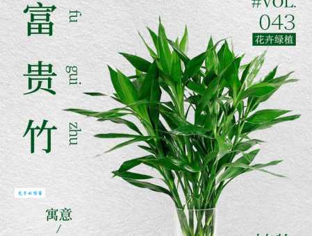 别只知道富贵竹好看！它还能净化空气，招财进宝