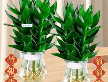 别只知道富贵竹好看！它还能净化空气，招财进宝