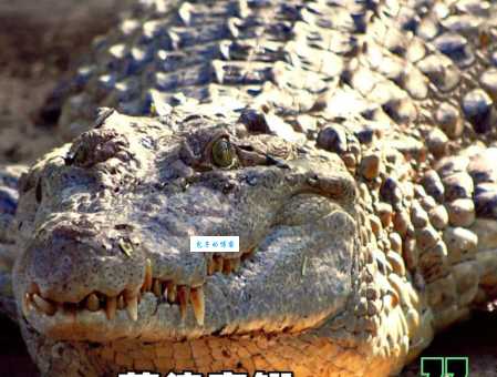 鳄鱼是哪类动物？带你了解鳄鱼的动物分类