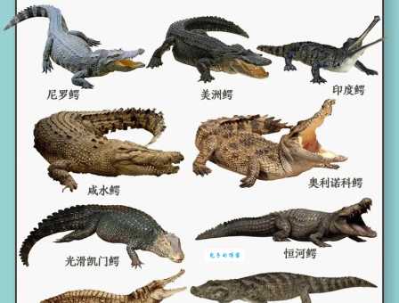 鳄鱼是哪类动物？带你了解鳄鱼的动物分类