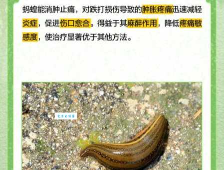 蚂蝗吃什么才能长得快？养殖蚂蝗需要注意哪些饮食问题？