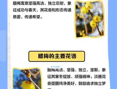 品读腊梅：探究其寓意和象征的文化内涵