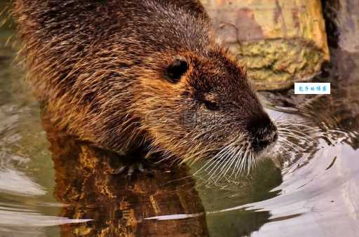 加拿大国宝河狸：可爱的外表下隐藏着什么技能？