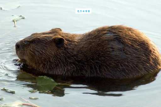 加拿大国宝河狸：可爱的外表下隐藏着什么技能？