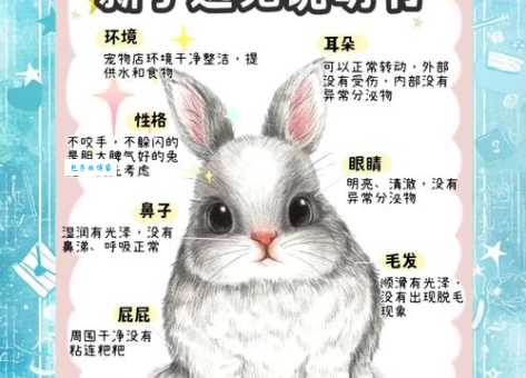 垂耳兔怎么养？新手小白也能轻松上手的饲养指南