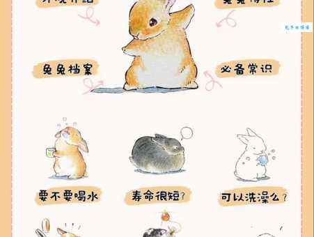垂耳兔怎么养？新手小白也能轻松上手的饲养指南