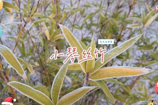 丝竹究竟指什么？一文带你认识传统丝竹乐器