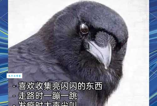 乌鸦讨厌吗？比乌鸦更讨厌的东西是什么？