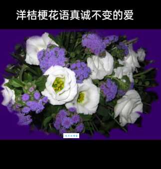 揭秘桔梗花语的秘密,不同颜色代表的爱