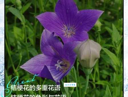 揭秘桔梗花语的秘密,不同颜色代表的爱