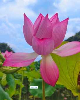 荷花象征什么？高洁、纯洁与坚贞的象征意义