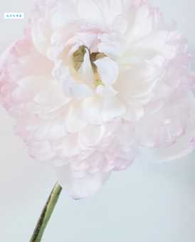 荷花象征什么？高洁、纯洁与坚贞的象征意义