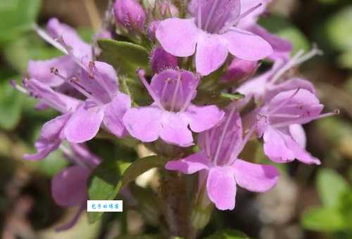 百里香究竟是什么？一文带你了解它的历史和传说！