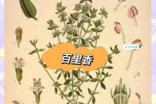 百里香究竟是什么？一文带你了解它的历史和传说！