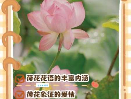 荷花的花语和寓意是什么？象征着什么美好品质？
