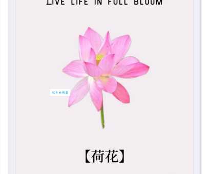 荷花的花语和寓意是什么？象征着什么美好品质？