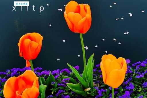 郁金香是哪个国家的国花？这朵花背后隐藏着哪些秘密？
