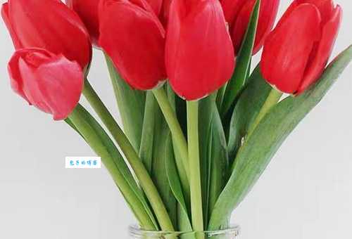 郁金香是哪个国家的国花？这朵花背后隐藏着哪些秘密？