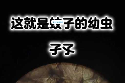 令人讨厌的孑孓究竟是什么？蚊子幼虫的形态特征大揭秘