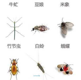 令人讨厌的孑孓究竟是什么？蚊子幼虫的形态特征大揭秘