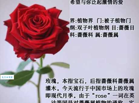 “玫瑰到了花期”下一句是什么？揭秘隐藏的浪漫含义
