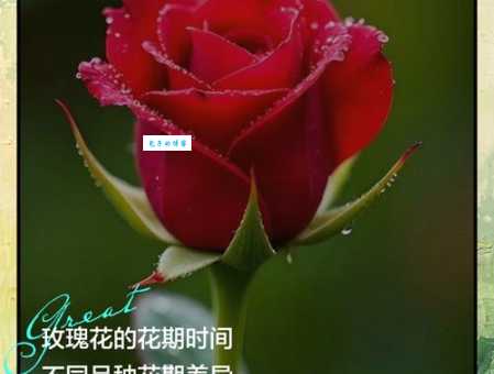 “玫瑰到了花期”下一句是什么？揭秘隐藏的浪漫含义