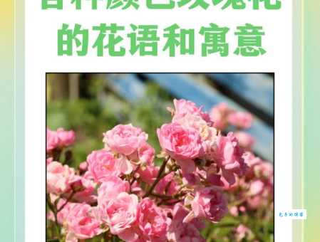 玫瑰花到期了，想表达思念？试试这些温柔话语