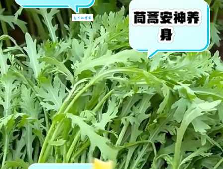 哪些人不能吃茼蒿？看看这几种情况你中招了吗？