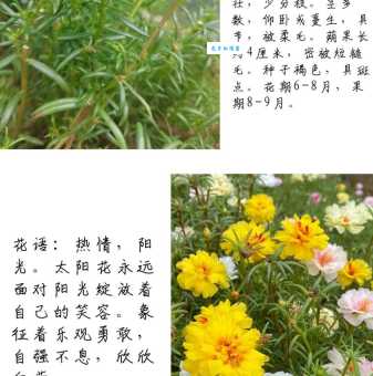 太阳花花语含义：沉默的爱、阳光和坚韧不拔