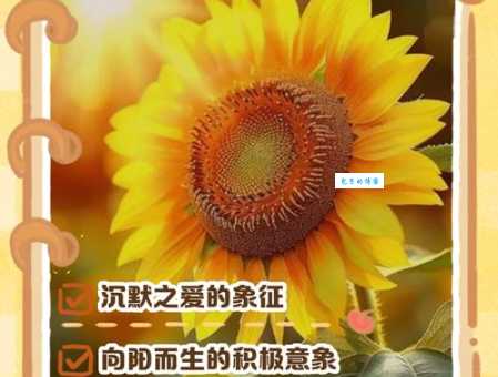太阳花花语含义：沉默的爱、阳光和坚韧不拔