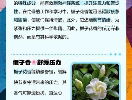 栀子花的功效与作用:清热解毒,止咳化痰