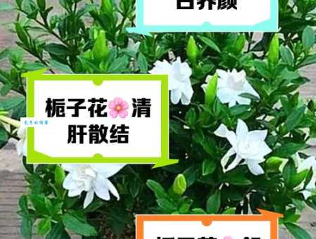 栀子花的功效与作用:清热解毒,止咳化痰