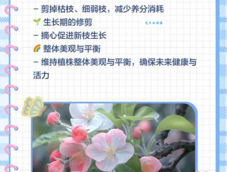 盆栽海棠花如何养护？教你几招简单易学的养花技巧